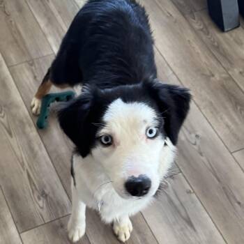Rescue Australian Shepherd Dogs for Adoption - Libby | PetCurious