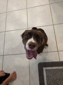 Kane -  Spaniel and Australian Shepherd Dog for Adoption in Maitland, Florida - Kane | PetCurious