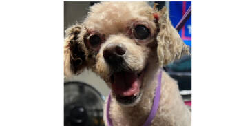 Rescue Poodle and Maltese Dogs for Adoption in Columbia, Tennessee - Fanna - CC~ | PetCurious