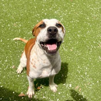 Logan 9911 -  American Bulldog and Labrador Retriever Dog for Adoption in Loxahatchee Groves, Florida - Logan 9911 | PetCurious