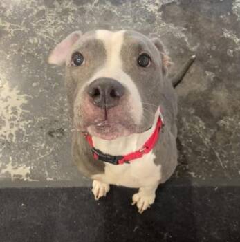 Sasha -  Mixed Breed Dog for Adoption in Cincinnati, Ohio - Sasha | PetCurious