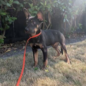 Mixed Breed Dogs Available for Adoption in Wando, South Carolina - Possum  | PetCurious