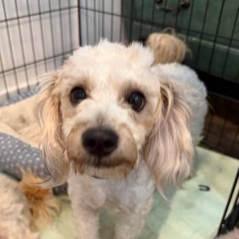 Vanna -  Miniature Schnauzer and Miniature Poodle Dog for Adoption in Ennis, Texas - Vanna | PetCurious