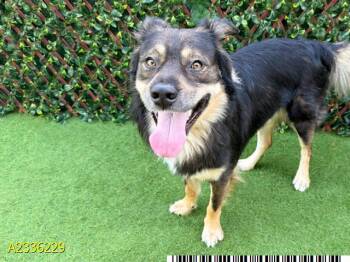 LEO -  Mixed Breed Dog for Adoption in West Palm Beach, Florida - LEO | PetCurious