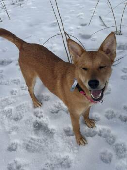 Shepherd Dogs Available for Adoption - Leah | PetCurious