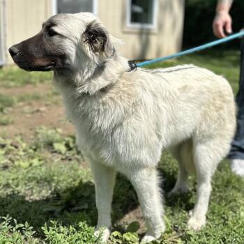 Willow -  Anatolian Shepherd and Great Pyrenees Dog Available for Adoption in Warrensburg, Missouri - Willow | PetCurious