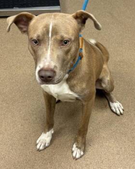 Modern -  Mixed Breed Dog for Adoption in Chamblee, Georgia - Modern | PetCurious