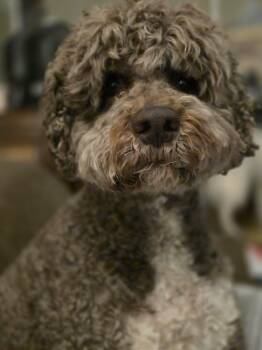 Simba -  Lagotto Romagnolo Dog for Adoption in Port Orange, Florida - Simba | PetCurious