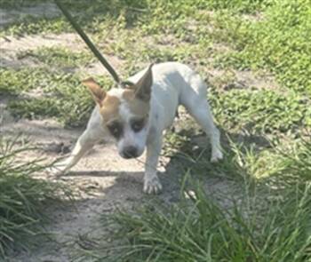 A138945 -  Chihuahua Dog for Adoption in Palmetto, Florida - A138945 | PetCurious