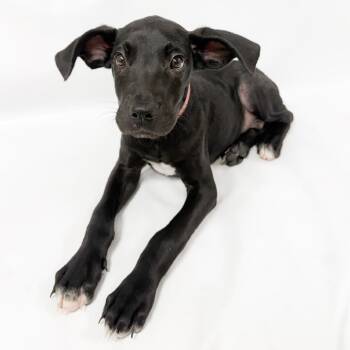 1016 (2026) Ricky -  Great Dane and Mixed Breed Dog for Adoption in Parker, Colorado - 1016 (2026) Ricky | PetCurious