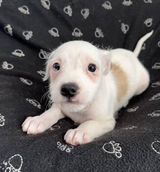 Shih Tzu and Wirehaired Terrier Dogs Available for Adoption in Lawrenceville, Georgia - Rowlf | PetCurious