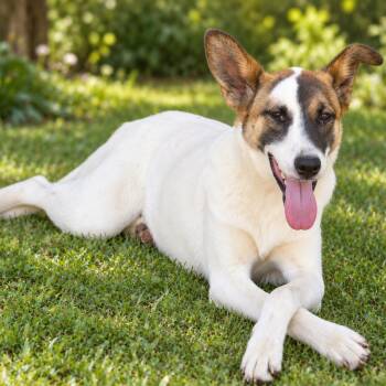 Nucita -  Mixed Breed Dog for Adoption in Mississauga, Ontario - Nucita | PetCurious