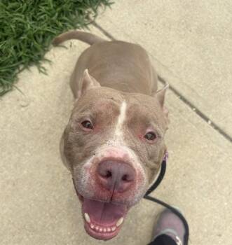 SUGAR -  Pit Bull Terrier Dog for Adoption - SUGAR | PetCurious