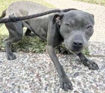 Pit Bull Terrier Dogs Available for Adoption - A651451 | PetCurious
