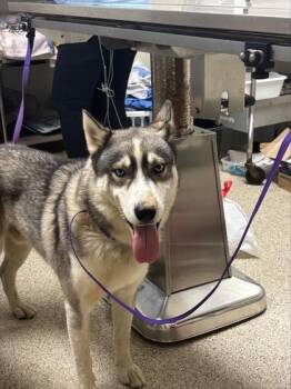 Kristoff -  Husky and Shepherd Dog for Adoption in Conway, Arkansas - Kristoff | PetCurious
