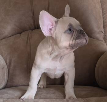 Indy -  French Bulldog Dog for Sale in Silver Springs, Florida - Indy | PetCurious