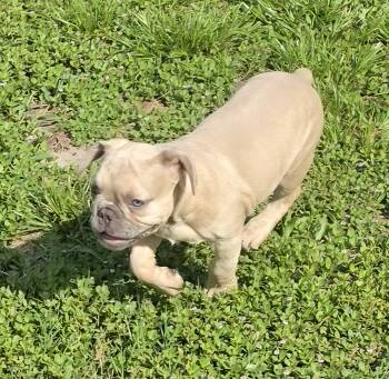 Scruffy -  French Bulldog Dog for Sale in Silver Springs, Florida - Scruffy | PetCurious