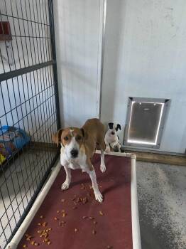 Rescue Beagle and Terrier Dogs for Adoption in Stover, Missouri - Oma | PetCurious