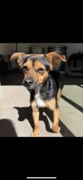 Rescue Miniature Pinscher and Chihuahua Dogs for Adoption in Branford, Connecticut - Ernie | PetCurious