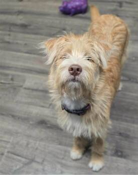 Hilary Duff -  Schnauzer Dog for Adoption in Sedalia, Colorado - Hilary Duff | PetCurious