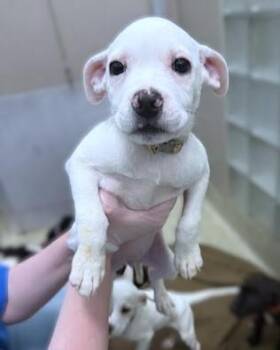 Marsha -  Labrador Retriever and Mixed Breed Dog for Adoption - Marsha | PetCurious