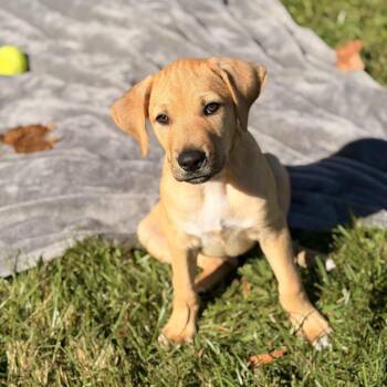 Gus -  Labrador Retriever and Hound Dog for Adoption in Sparta, New Jersey - Gus | PetCurious