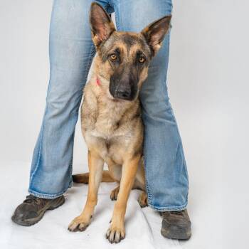 Tinkerbell -  Belgian Shepherd Malinois Dog for Adoption in Palm Springs, California - Tinkerbell | PetCurious