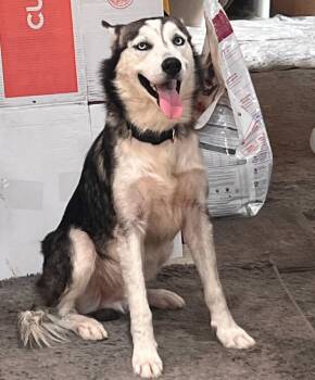 Renato -  Siberian Husky Dog for Adoption in Rocky Point, New York - Renato | PetCurious