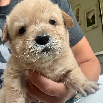 Yellow Labrador Retriever and Mixed Breed Dogs Available for Adoption in Lucedale, Mississippi - BUBBA | PetCurious