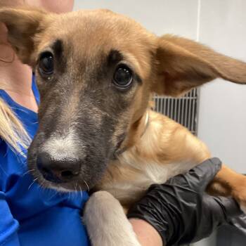 Rescue Shepherd and Mixed Breed Dogs for Adoption in Abilene, Texas - Ginger | PetCurious