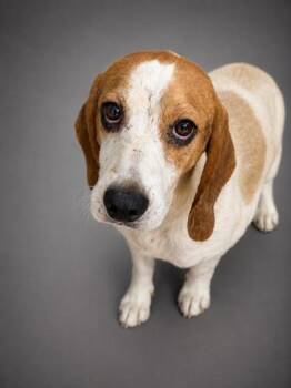 Asher -  Beagle and Mixed Breed Dog for Adoption in Bowling Green, Kentucky - Asher | PetCurious