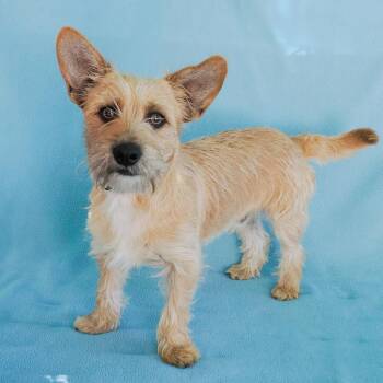 West Highland White Terrier Westie and Mixed Breed Dogs Available for Adoption - TOMMY | PetCurious