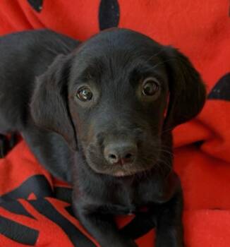 Cocker Spaniel and Labrador Retriever Dogs Available for Adoption in Andover, Massachusetts - Sunni Style | PetCurious