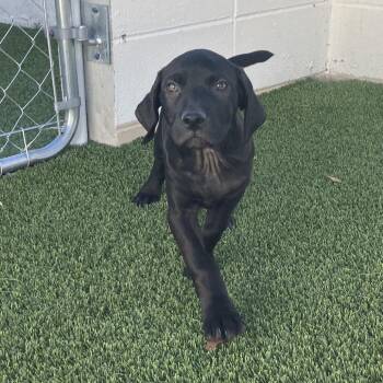 Frankenstein 4938 -  Mixed Breed Dog Available for Adoption in Loxahatchee Groves, Florida - Frankenstein 4938 | PetCurious