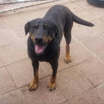Pongo -  Hound and Mixed Breed Dog for Adoption in Boaz, Alabama - Pongo | PetCurious