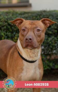 Leon -  American Bulldog Dog for Adoption in Mobile, Alabama - Leon | PetCurious