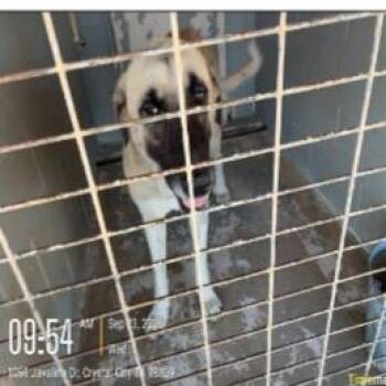 Rover -  Anatolian Shepherd Dog for Adoption in Austin, Texas - Rover | PetCurious