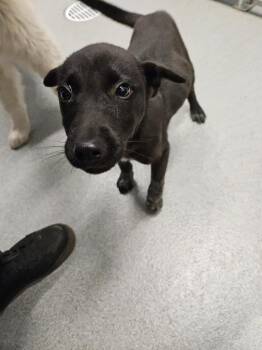 Labrador Retriever Dogs Available for Adoption in Bloomington, Indiana - Popcorn Shrimp | PetCurious