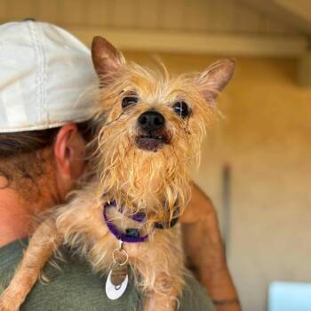 Mida -  Yorkshire Terrier Dog for Adoption in Ramona, California - Mida | PetCurious