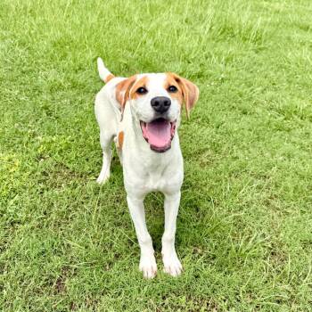 Double -  Mixed Breed Dog for Adoption in Riverwoods, Illinois - Double | PetCurious