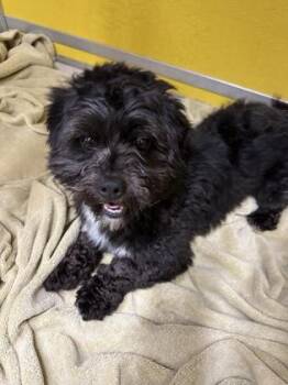 BYRON -  Yorkshire Terrier and Poodle Dog Available for Adoption - BYRON | PetCurious