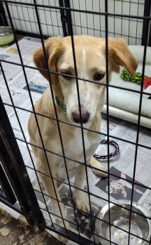 Rescue Collie and Australian Shepherd Dogs for Adoption in Mukwonago, Wisconsin - Saffron Cristal | PetCurious