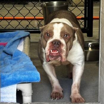 English Bulldog Dogs Available for Adoption - Xena | PetCurious