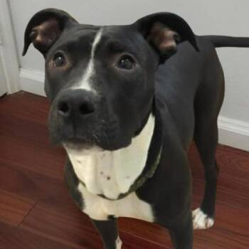 Omlette -  Mixed Breed Dog for Adoption in Ashtabula, Ohio - Omlette | PetCurious