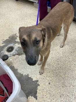 Rescue Belgian Shepherd Malinois and Mixed Breed Dogs for Adoption in Houston, Texas - BUDDY | PetCurious