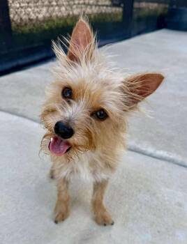 Rescue Yorkshire Terrier and Wirehaired Terrier Dogs for Adoption in Lockhart, Texas - Dill Pickle Is The One And Only 12 Pounds | PetCurious