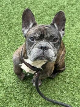 VON PERRY -  French Bulldog Dog for Adoption in Dallas, Texas - VON PERRY | PetCurious