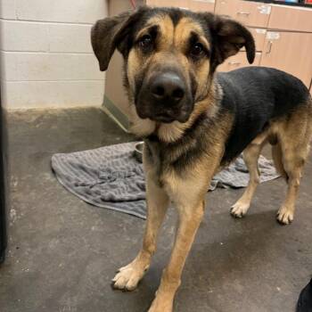 Charley -  German Shepherd Dog and Mixed Breed Dog for Adoption in Evensville, Tennessee - Charley | PetCurious