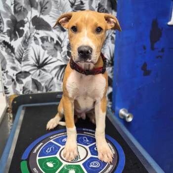 Zenjamin -  Rhodesian Ridgeback and Labrador Retriever Dog for Adoption in Wahiawa, Hawaii - Zenjamin | PetCurious