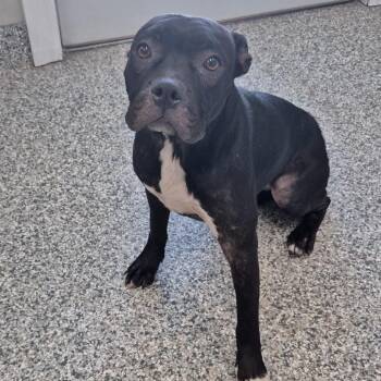 Little Girl -  Boxer and Mixed Breed Dog for Adoption in Kingman, Kansas - Little Girl | PetCurious